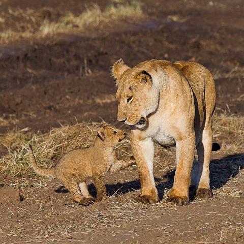 065 Kenia, Masai Mara, leeuwen, marsh pride.jpg